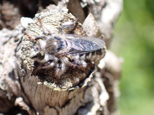 Réf. 348 774 : Pycnopogon fasciculatus
